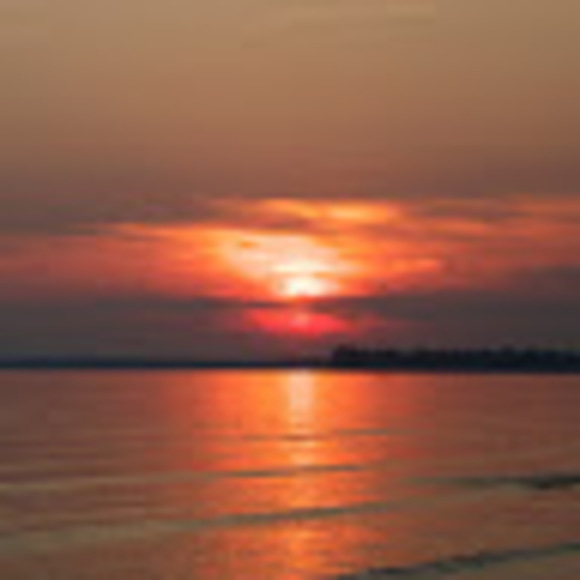 Meet your Posher, Dakota - Picture 1 of 1